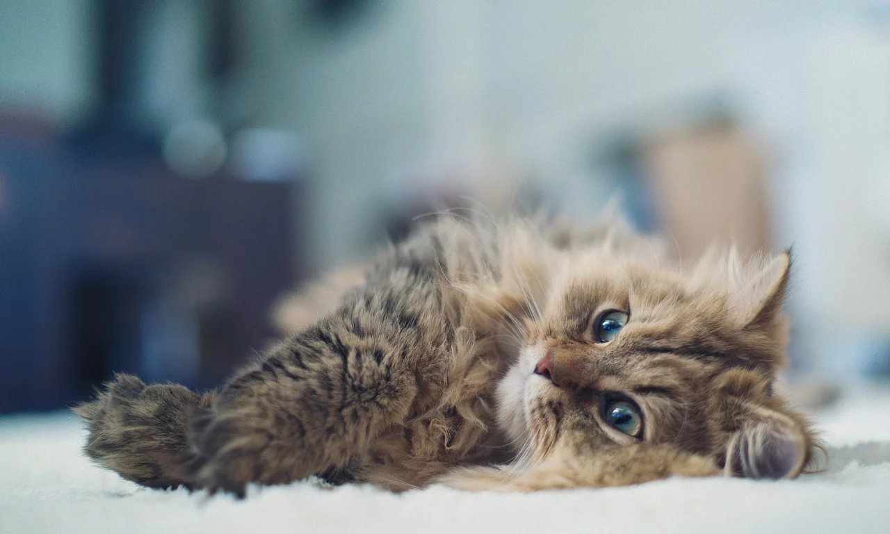 animals, cats, животные, кошки