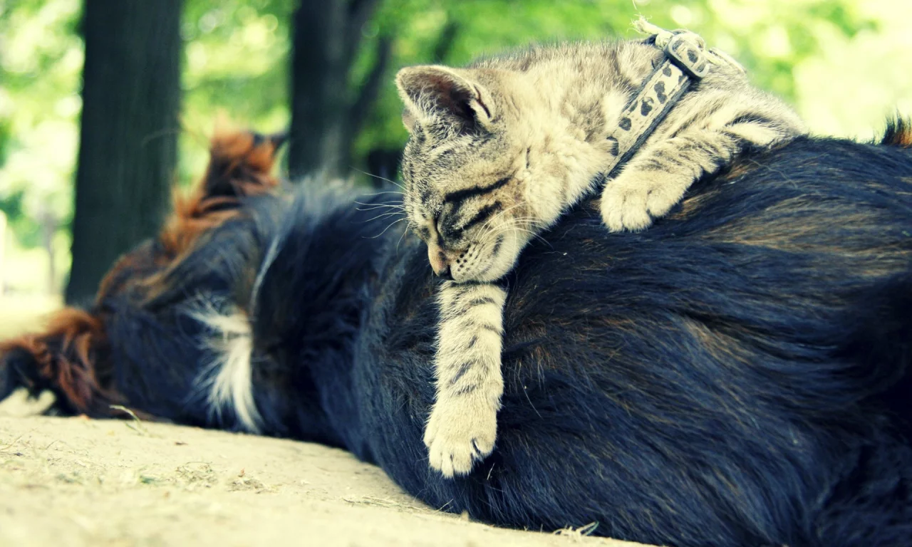 cats, собаки, animals, животные, dogs, кошки