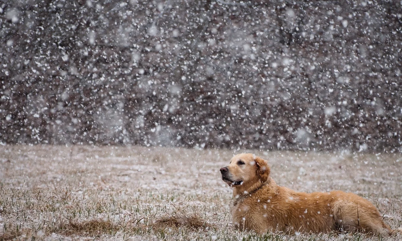 animals, dogs, собак, животных