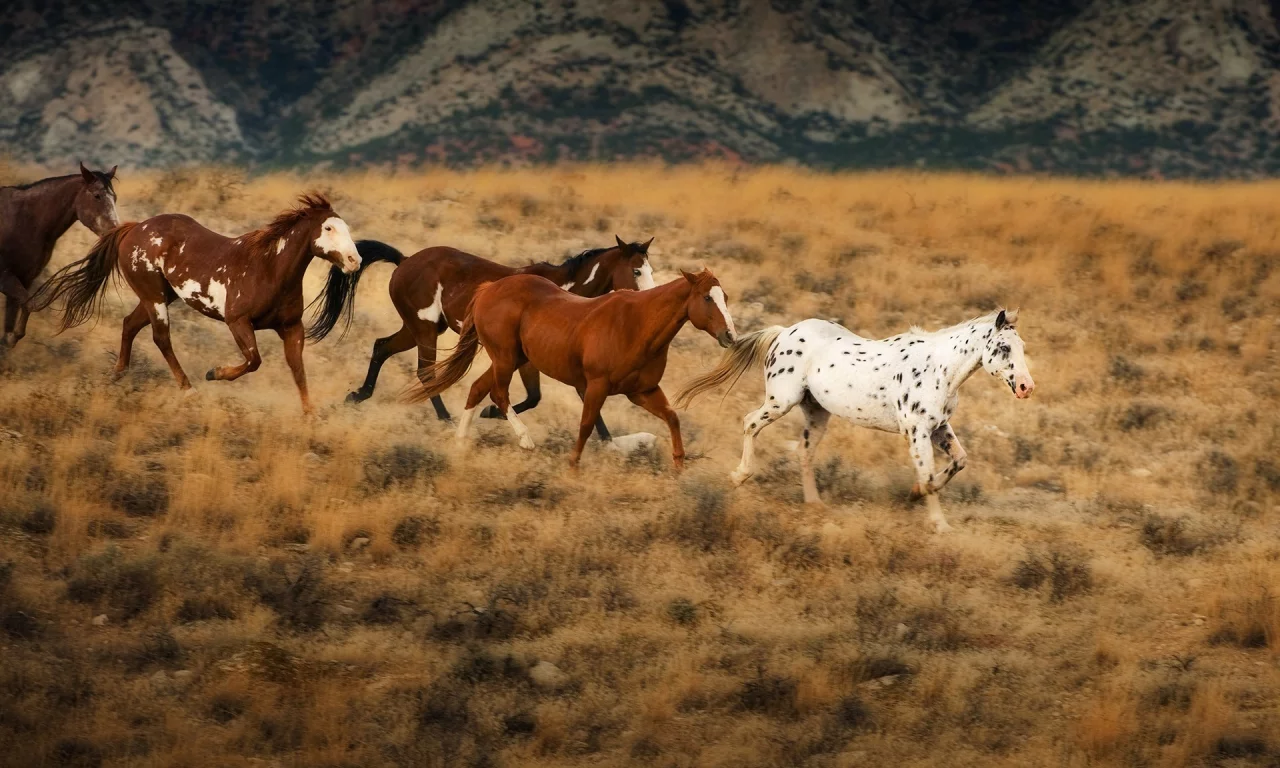 horses, животные, animals, лошади