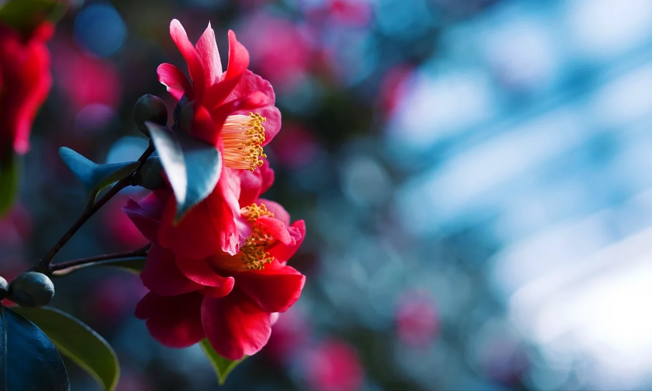 flowers, макро, боке, close-up, bokeh, природа, цветы, nature