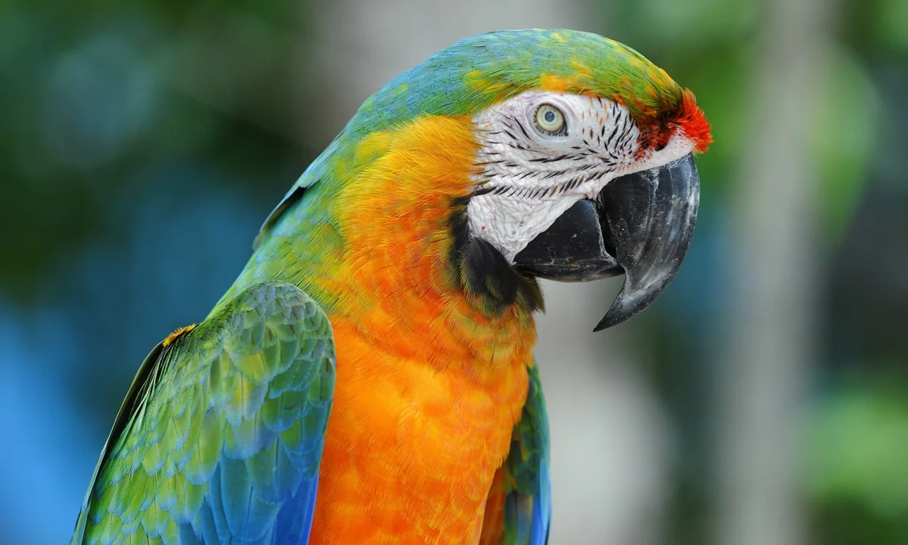 , animals