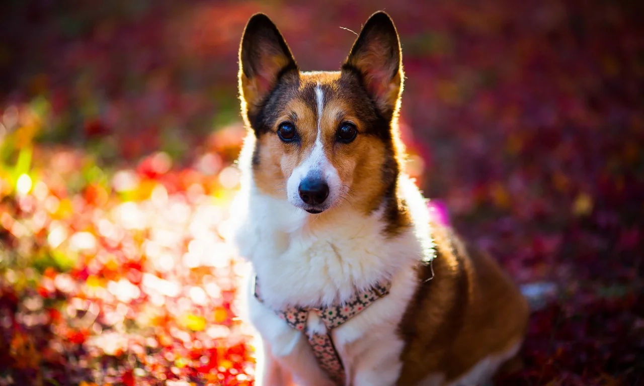 animals, животных, собак, dogs