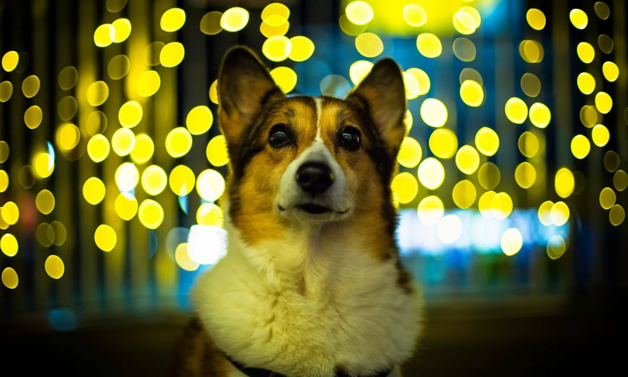 dogs, animals, собак, животных