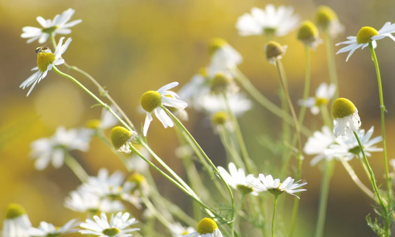 цветы, flowers