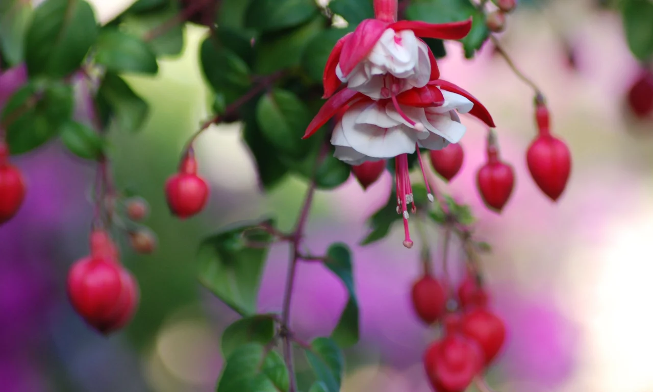 цветы, flowers