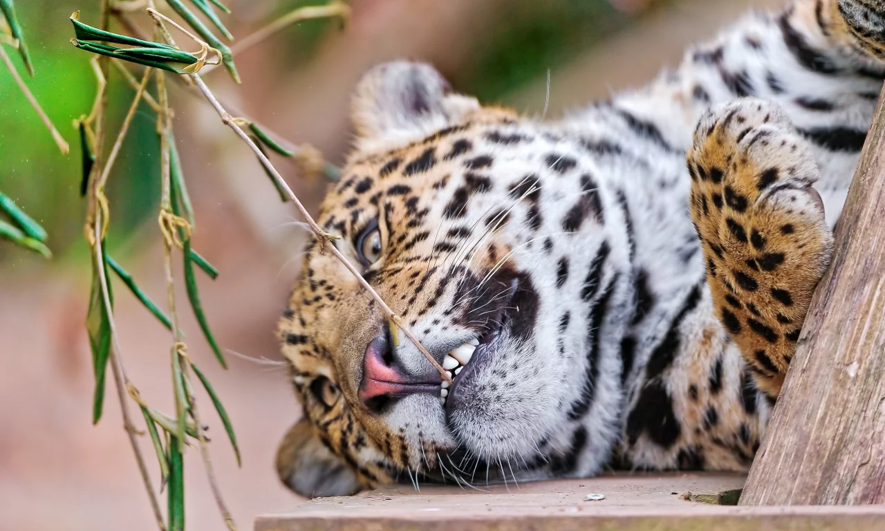 , leopards, animals