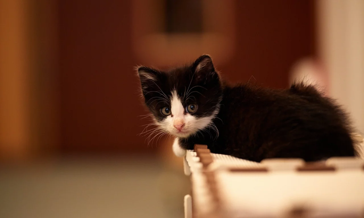 cats, , animals