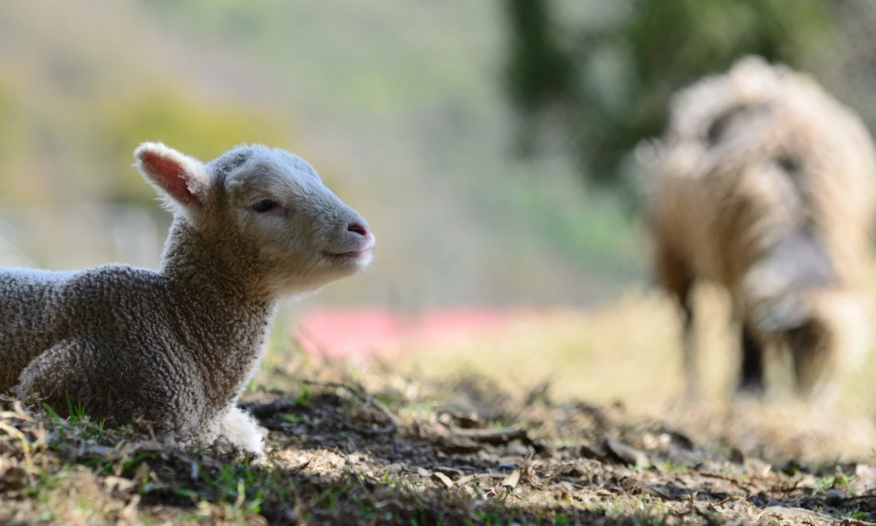 lambs, 