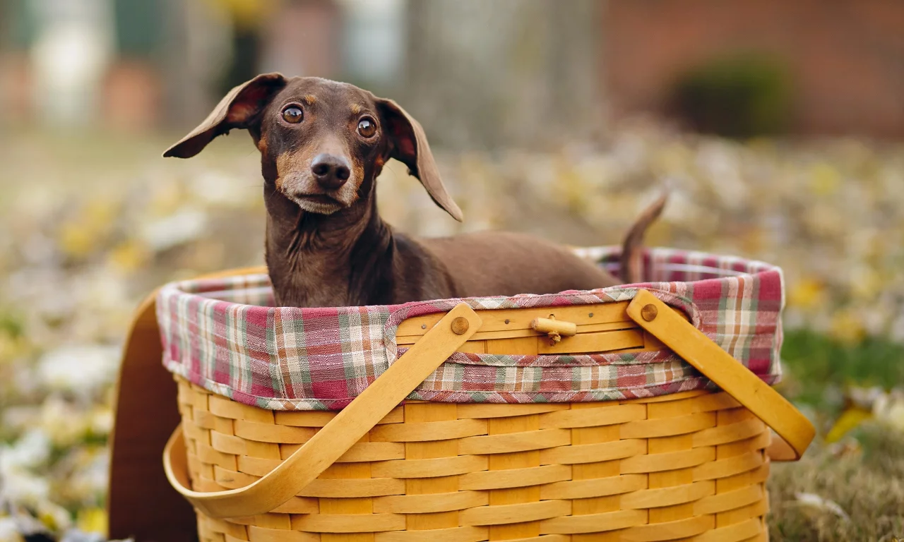 животных, dogs, собак, animals
