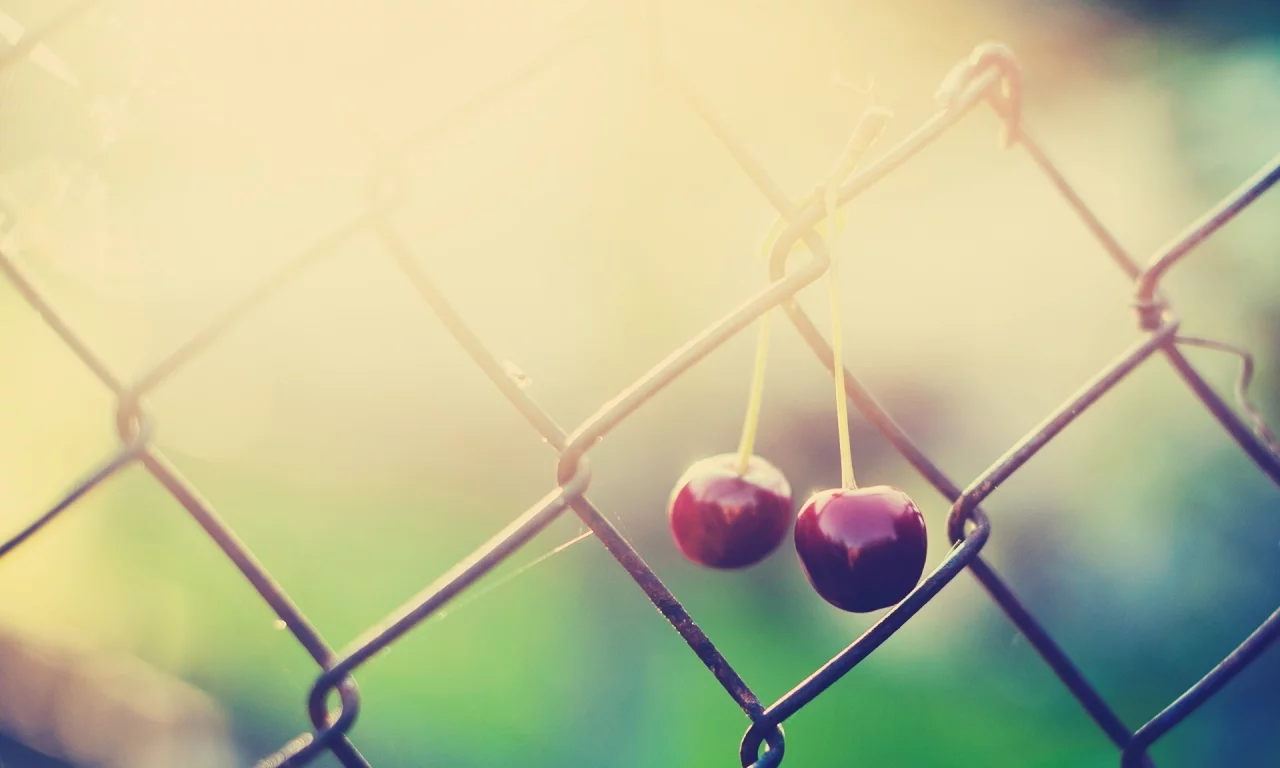 , fences, cherries