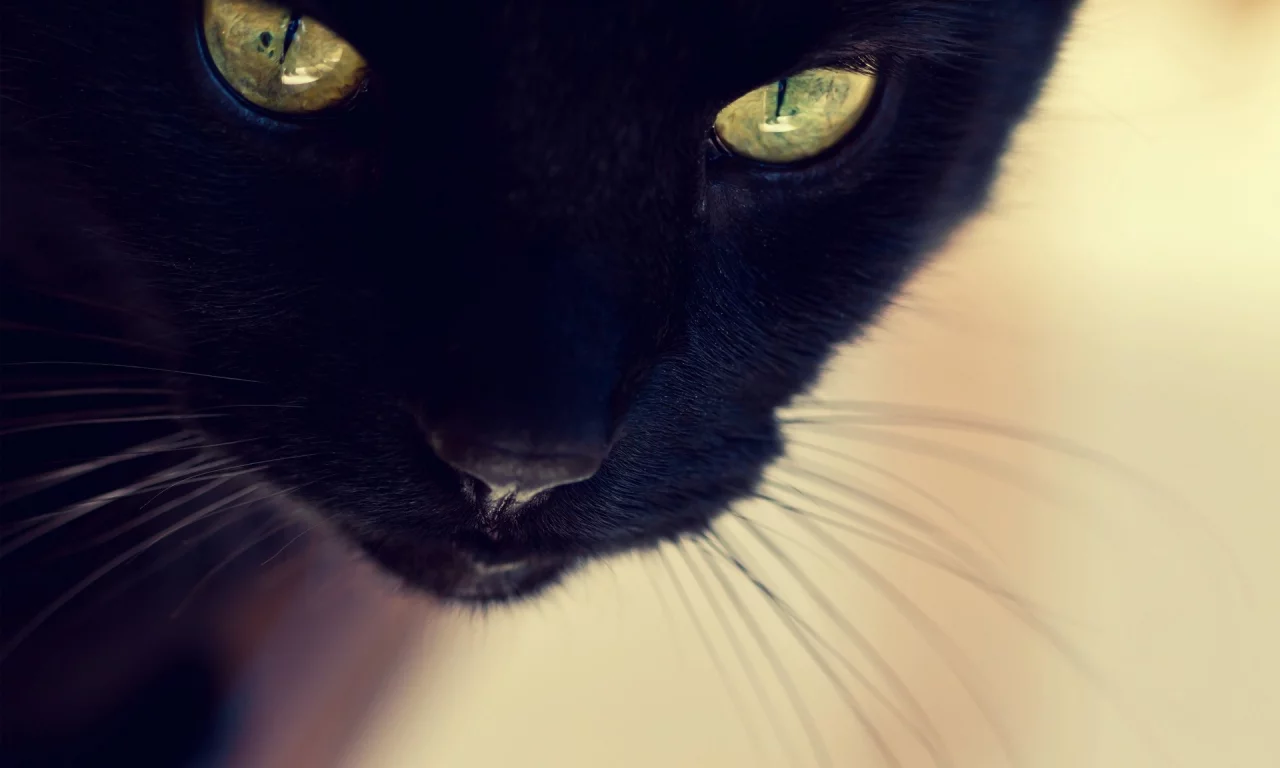 cats, кошки
