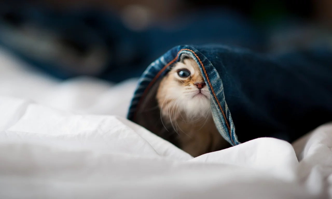 little cat, , animals, hidden