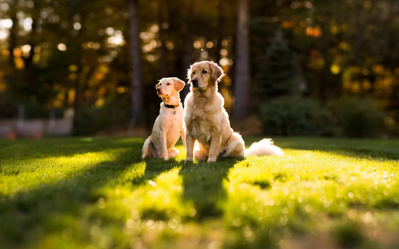 собак, dogs, животных, animals
