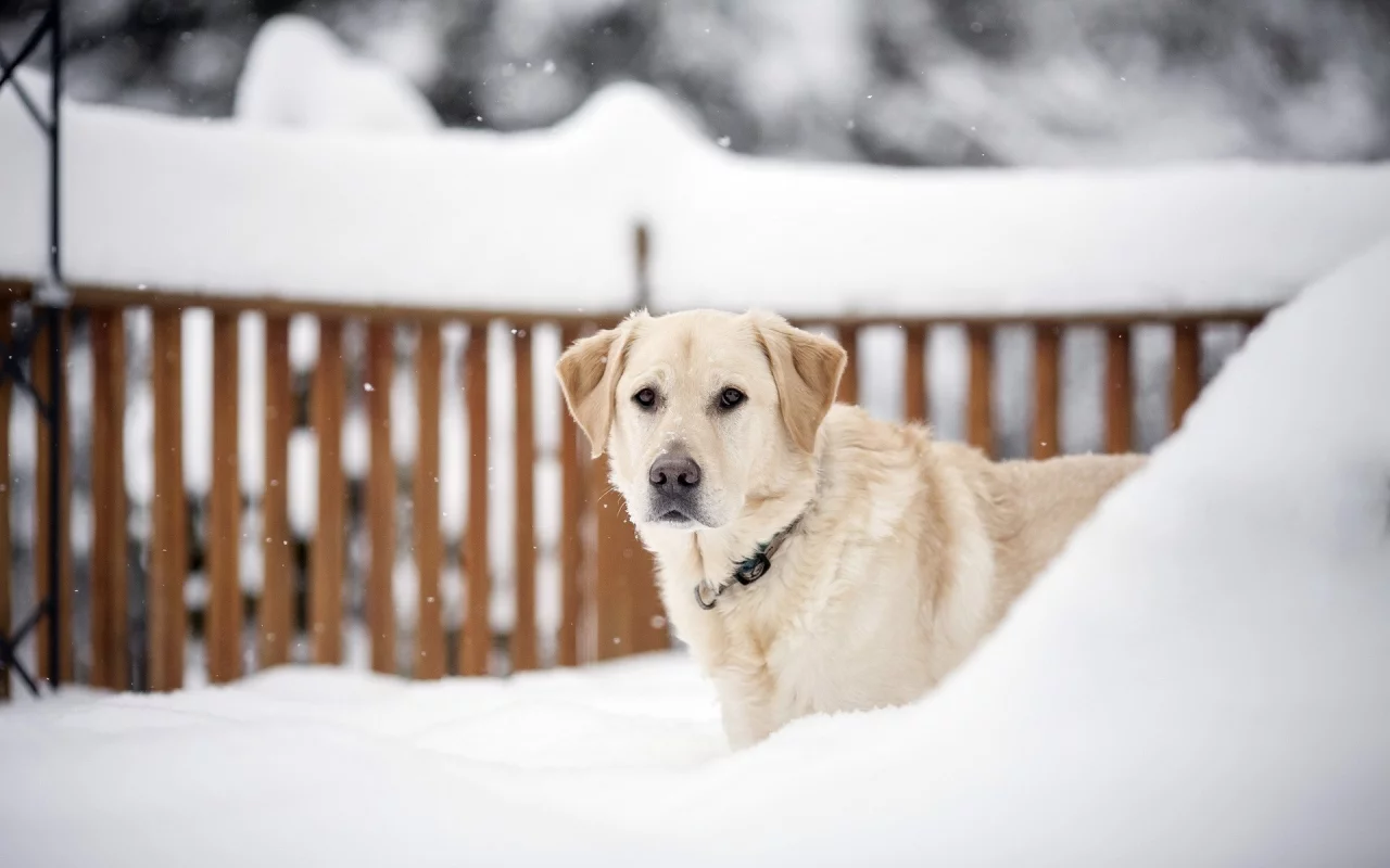 dogs, animals, животных, собак