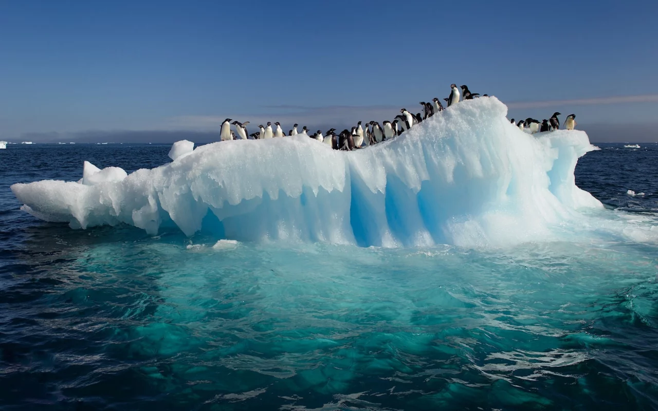пингвины, penguins, арктические, arctic, лед, ice