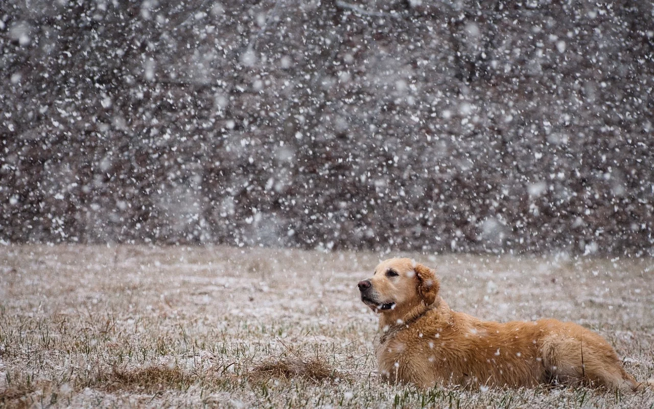 animals, dogs, собак, животных