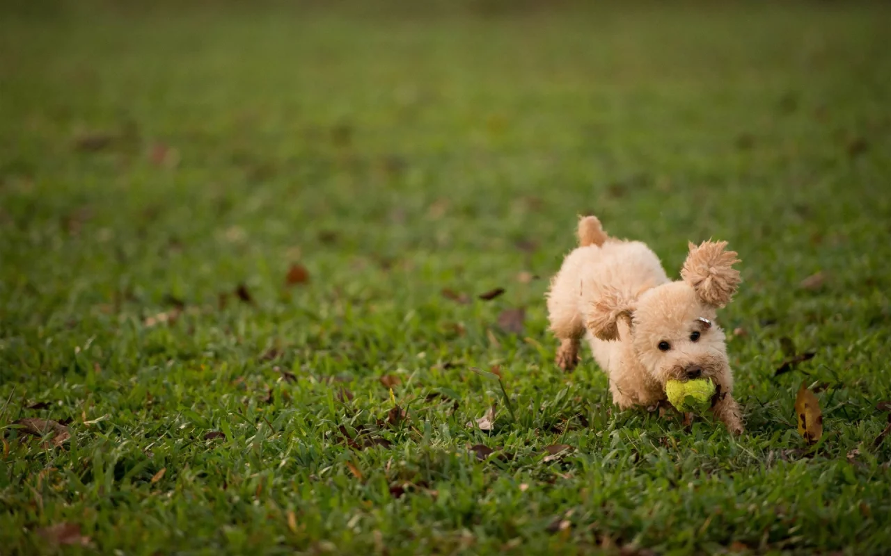 собак, animals, dogs, животных