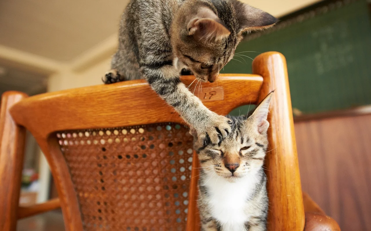 кошки, cats, животные, animals