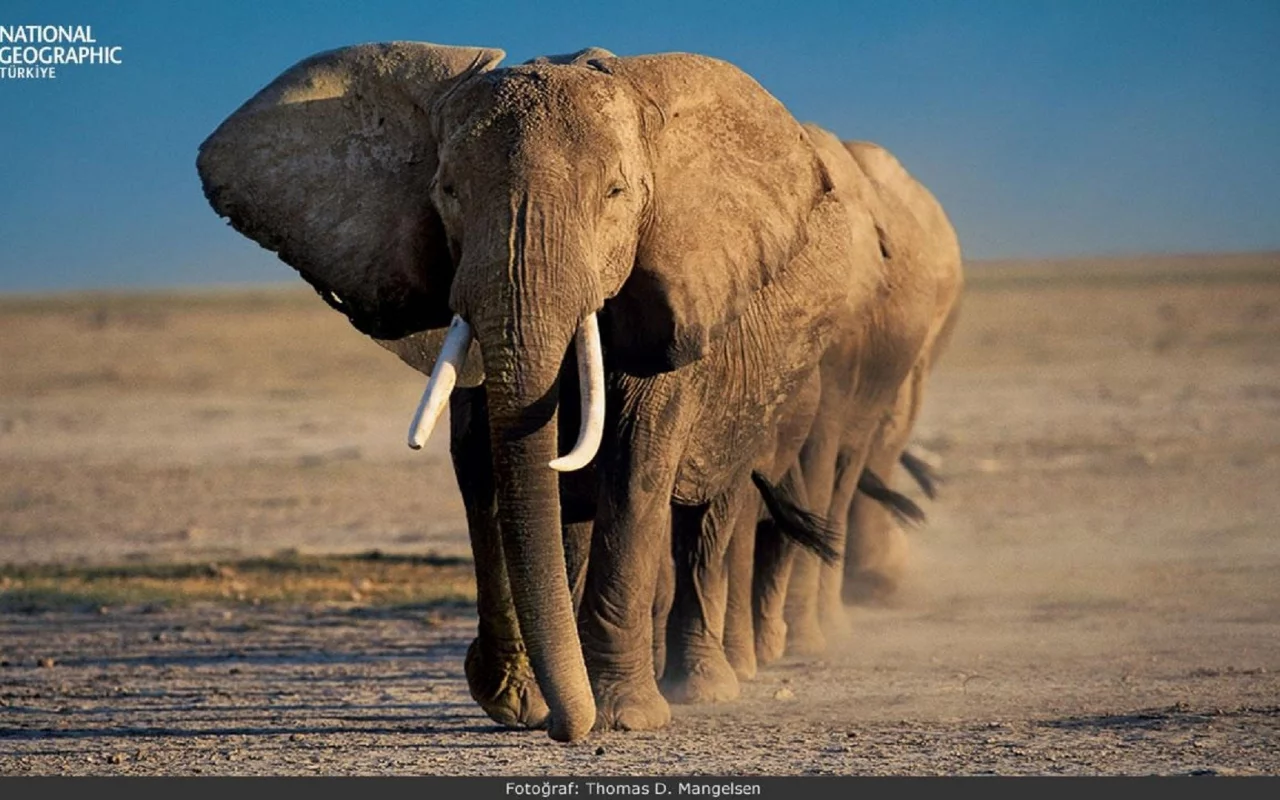 animals, National Geographic, животных