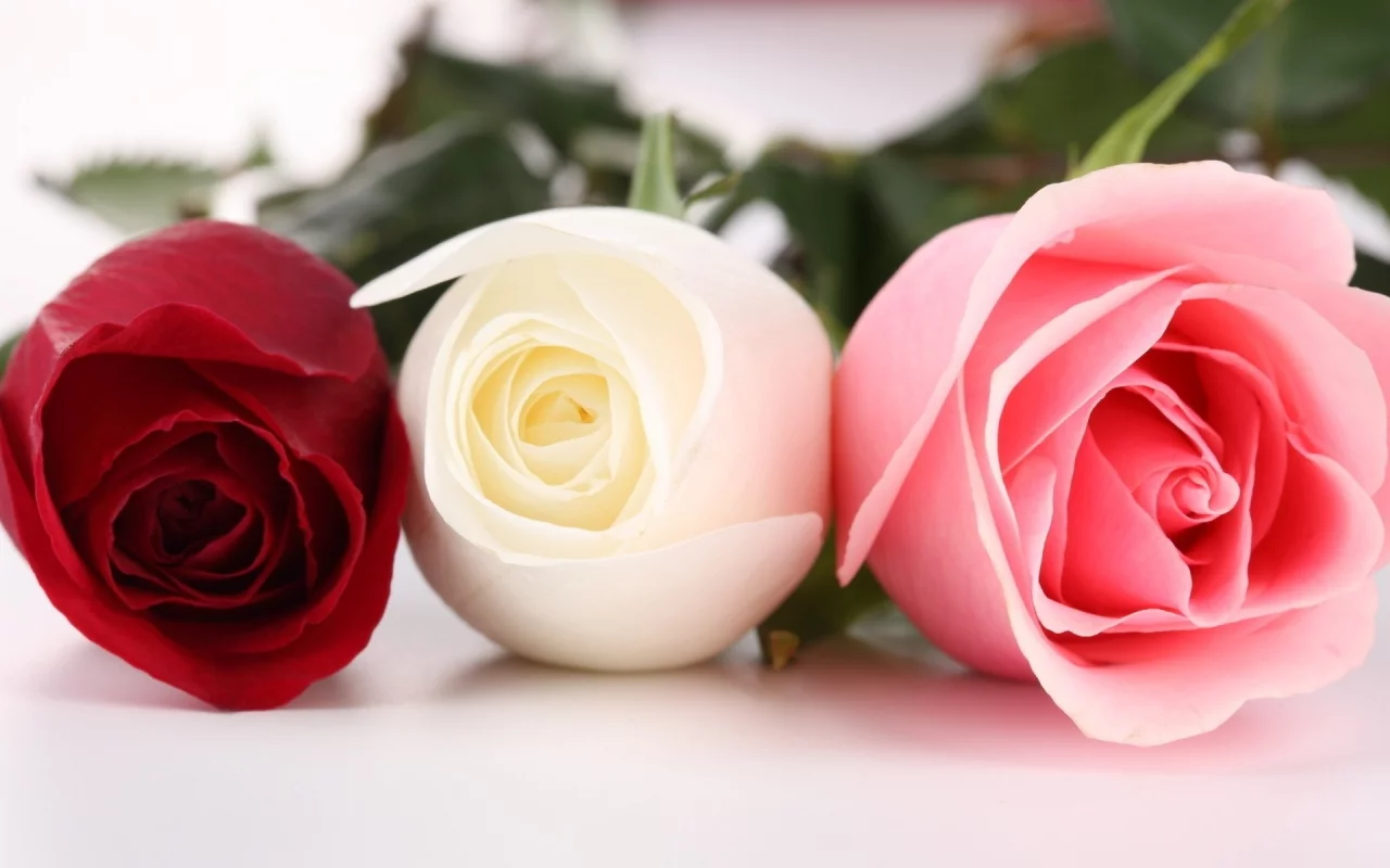 flowers, 