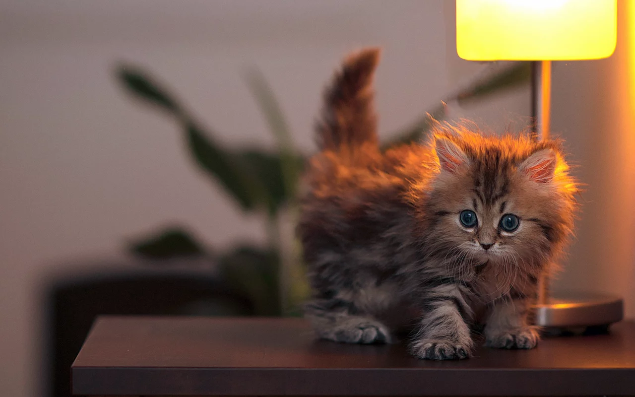 котенок, лампа, маленький