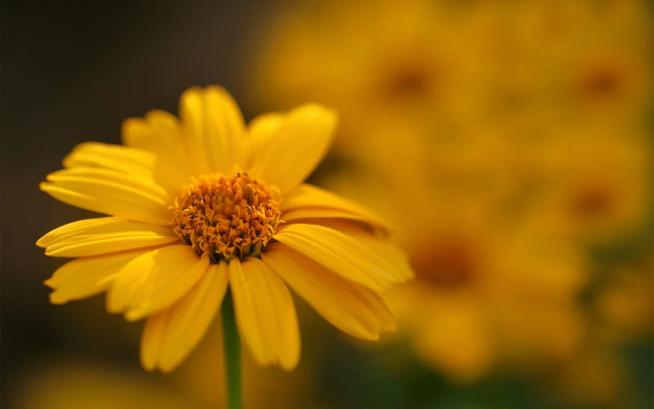 macro, цветы, flowers, макро