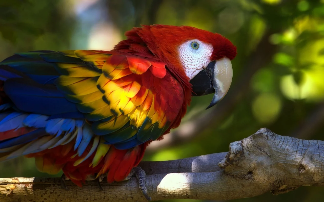 ара, Macaw, животных, parrots, animals, попугаев