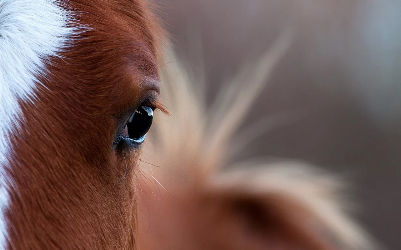 лошади, horses