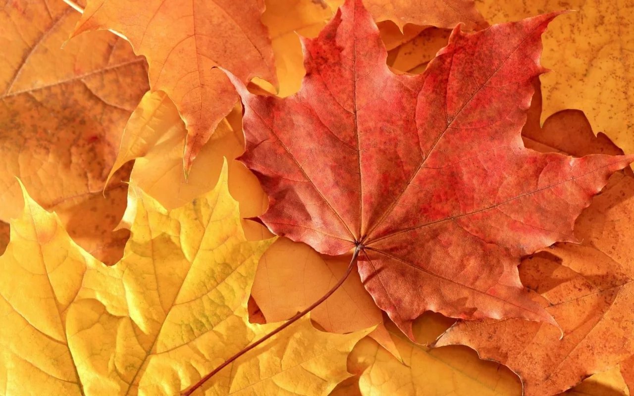 2013, nature, 2, природа