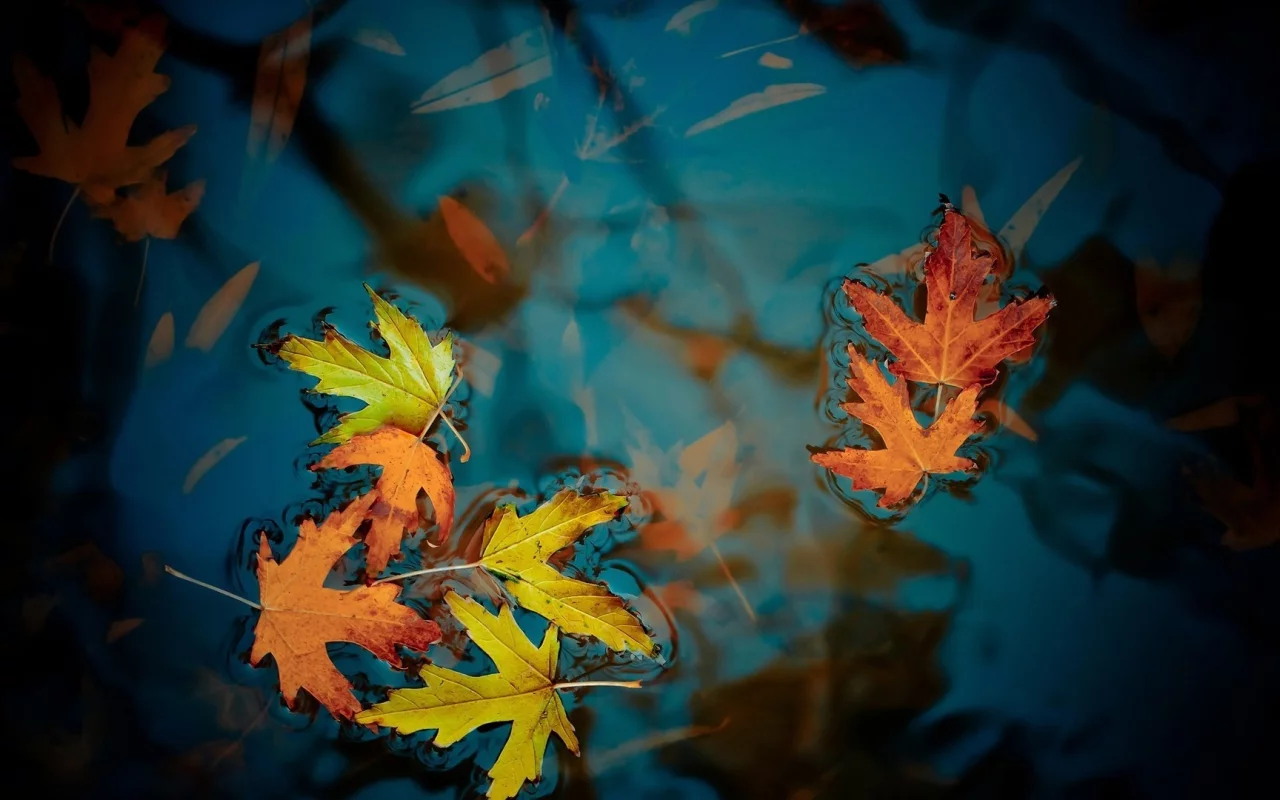 Листья, озер, leaves, lakes