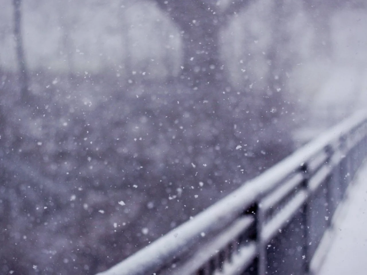 snow, bridges, деревья, мосты, trees, снег