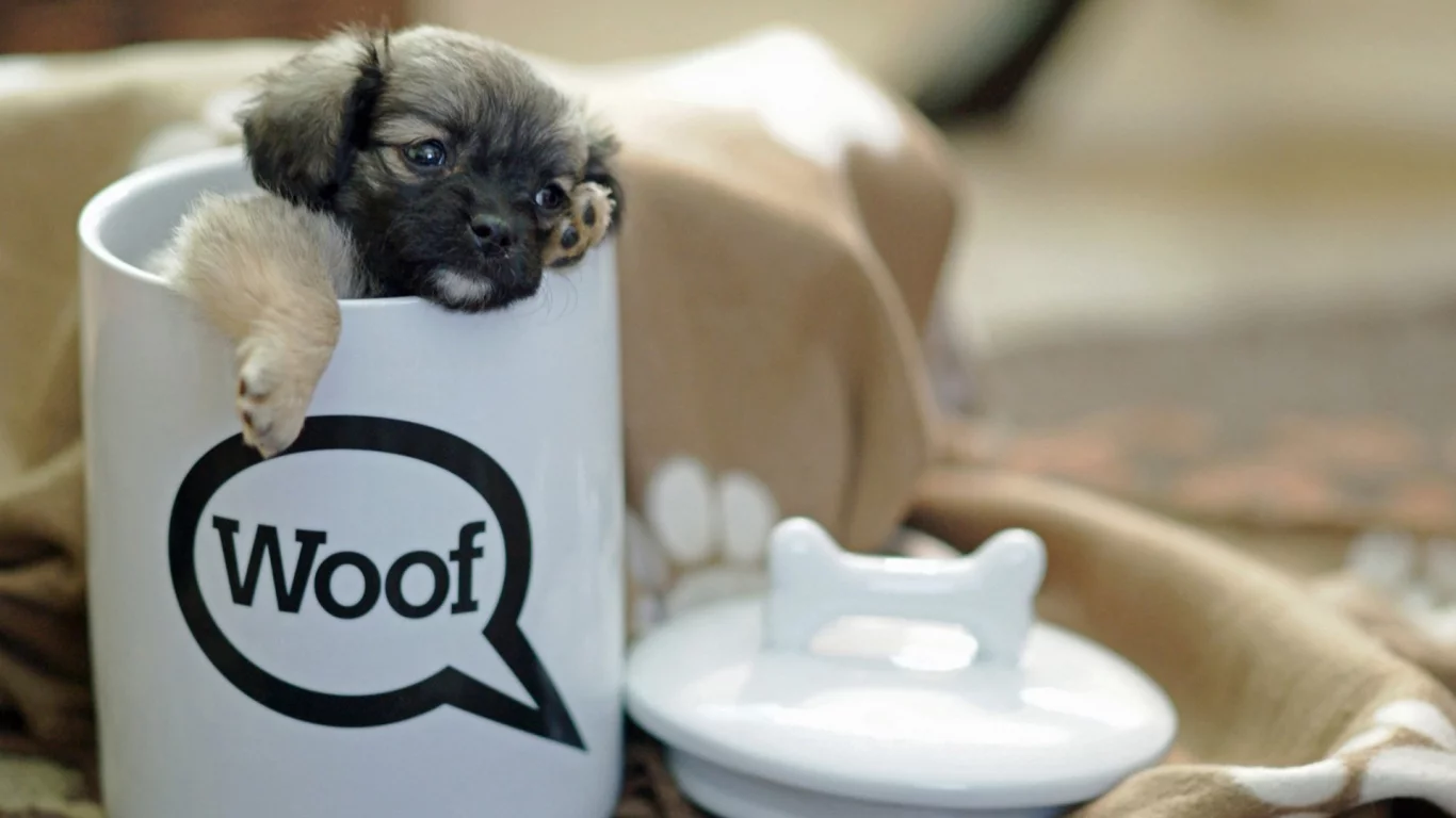 Собаки, cups, чашки, dogs