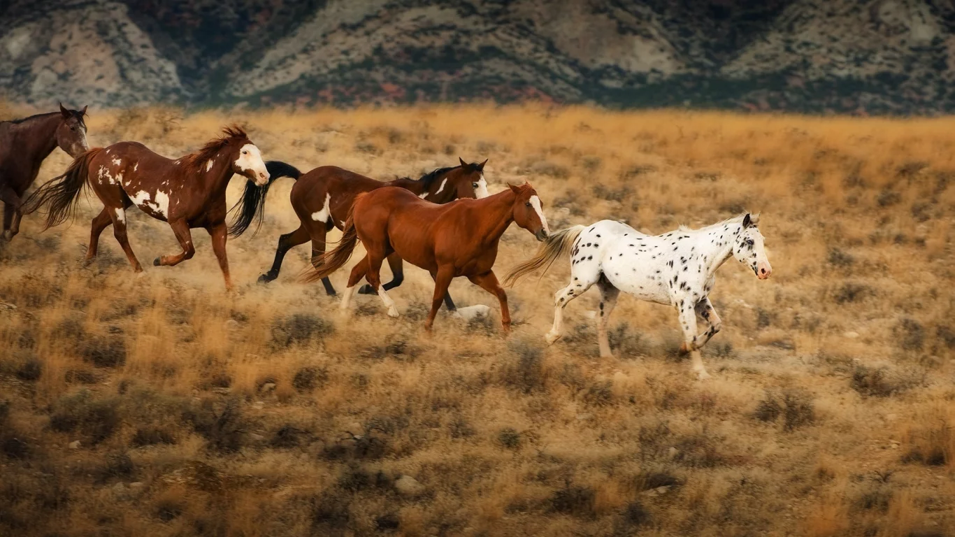 horses, животные, animals, лошади