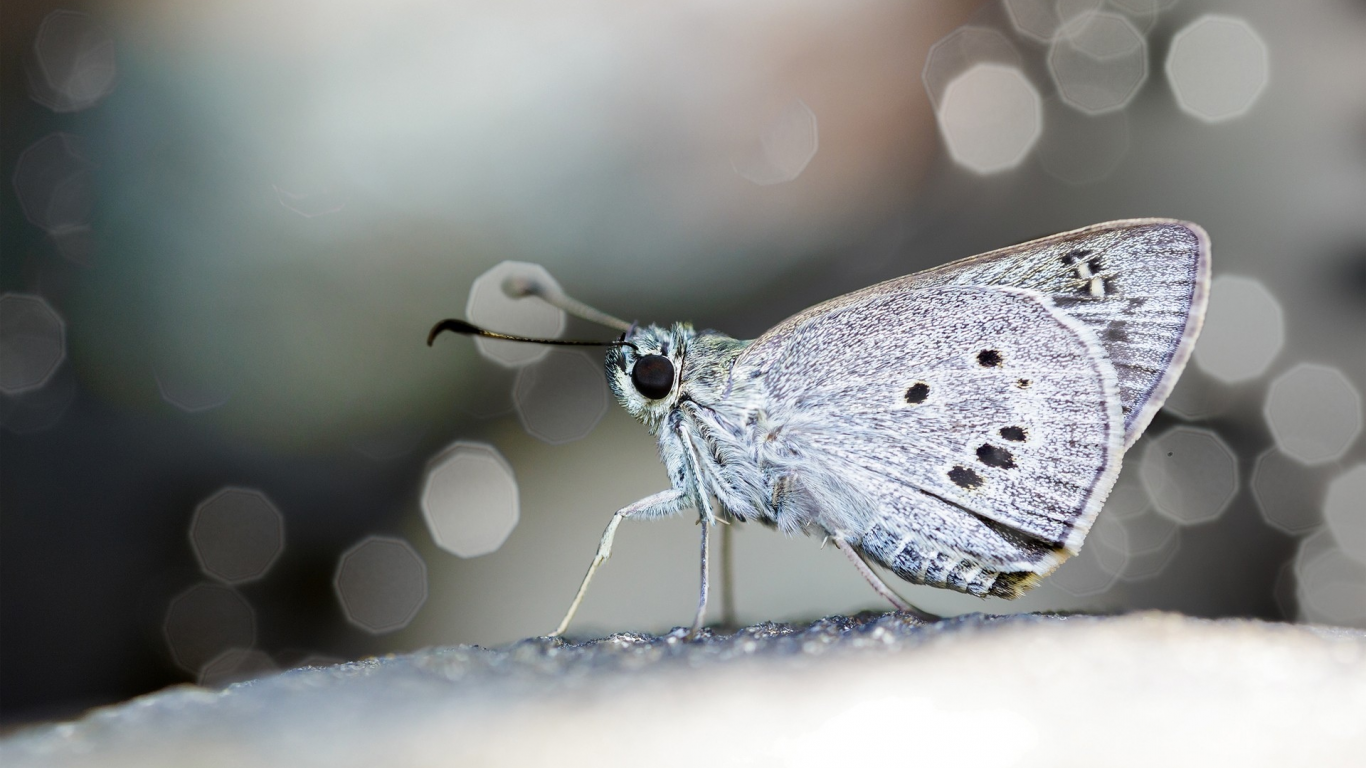 butterflies, бабочки, Макрос, macro