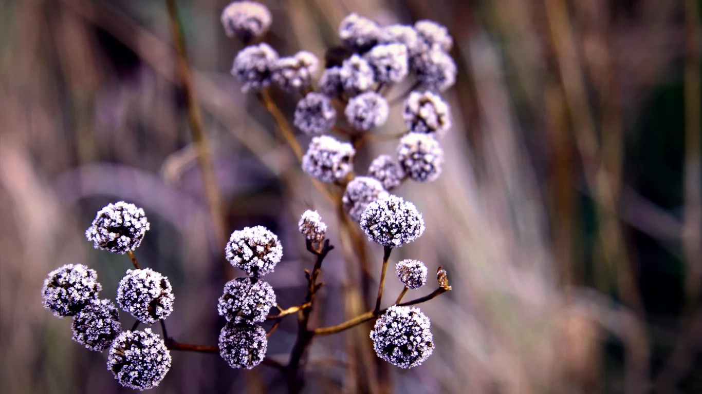 , Flora
