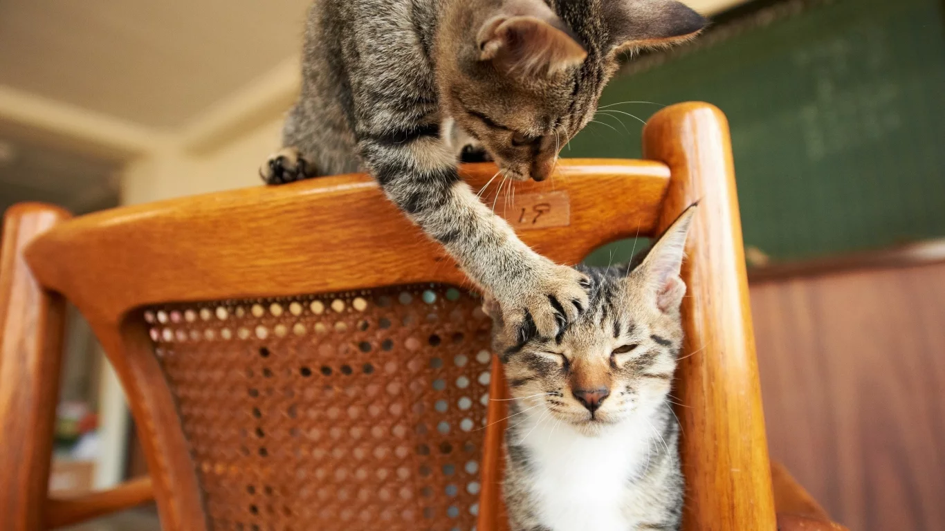 кошки, cats, животные, animals