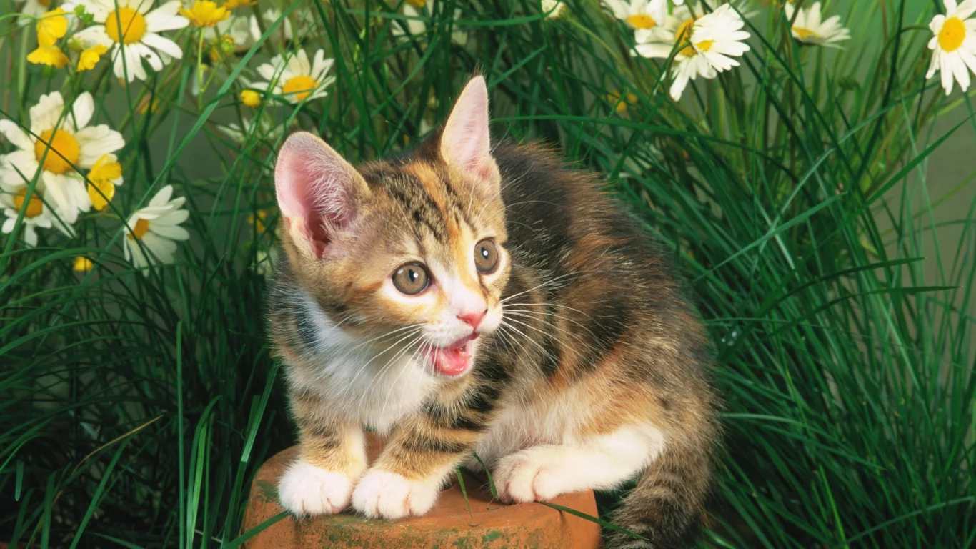animals, world, мир, животные