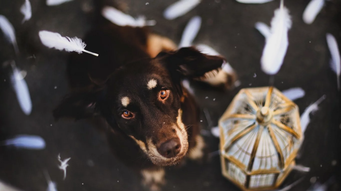 собак, animals, dogs, животных