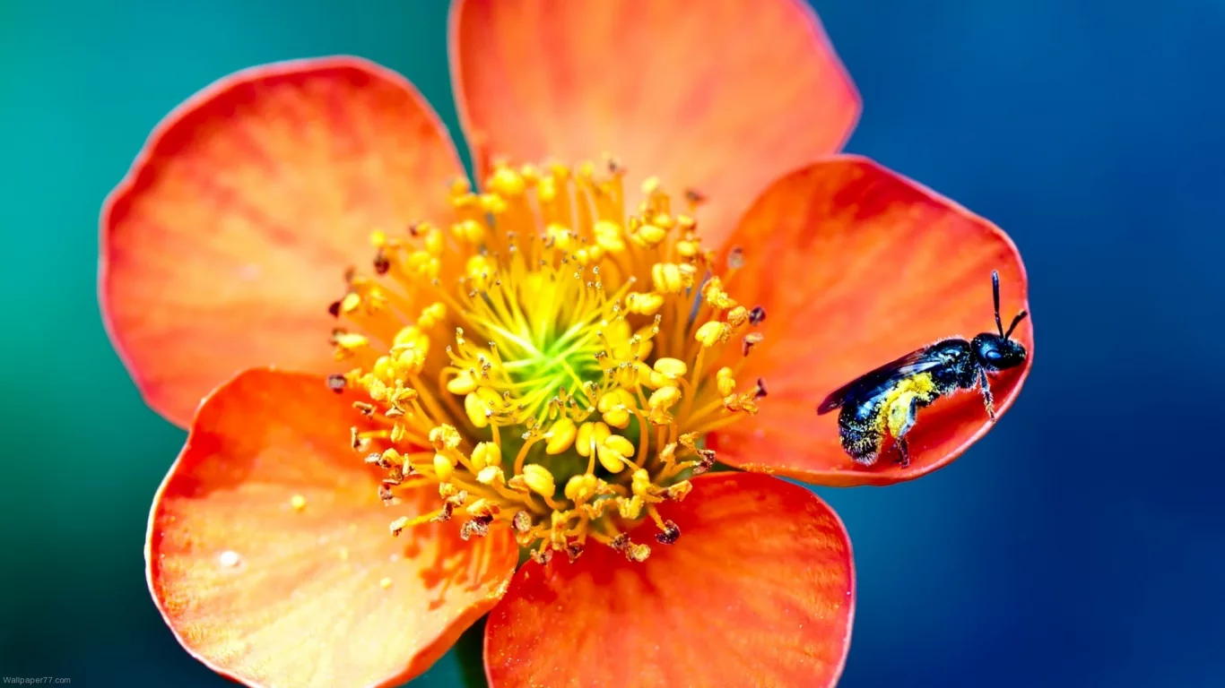 macro, , flowers, hymenopthera, bees