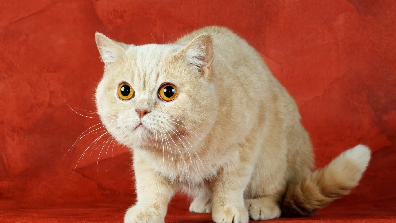 фон, кошка, взгляд