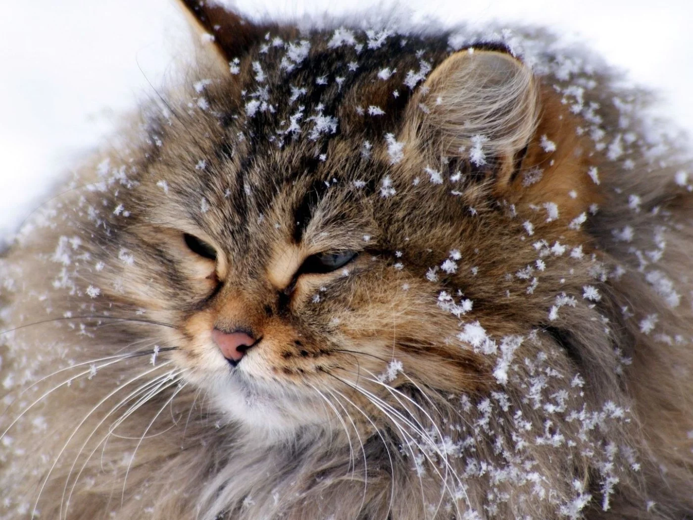 кот, снег
