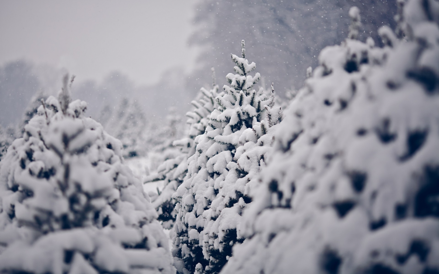 pine trees, сосны, зима, trees, winter, снег, nature, деревья, snow, природа