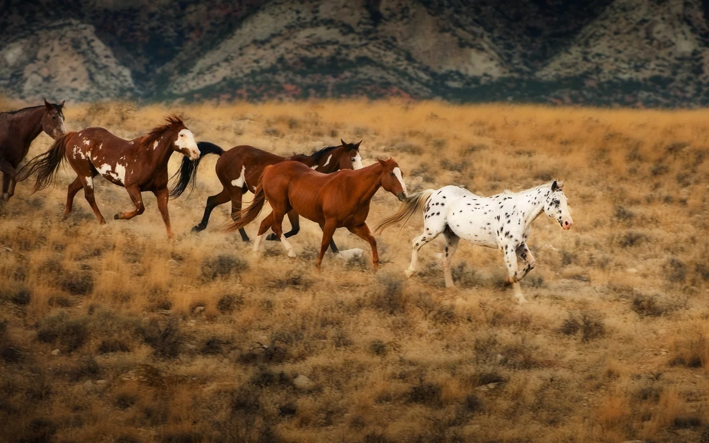 horses, животные, animals, лошади
