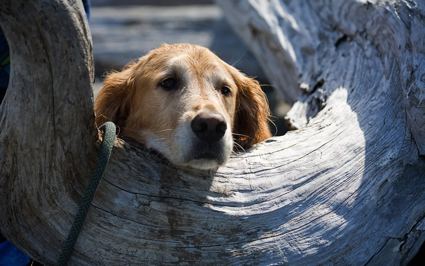 животных, Bella, animals