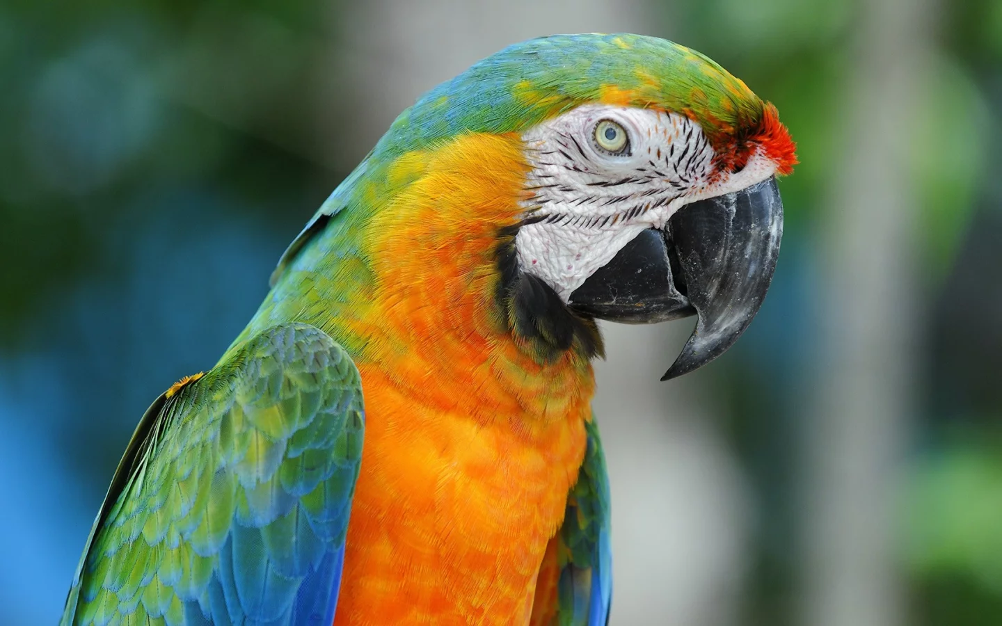 , animals
