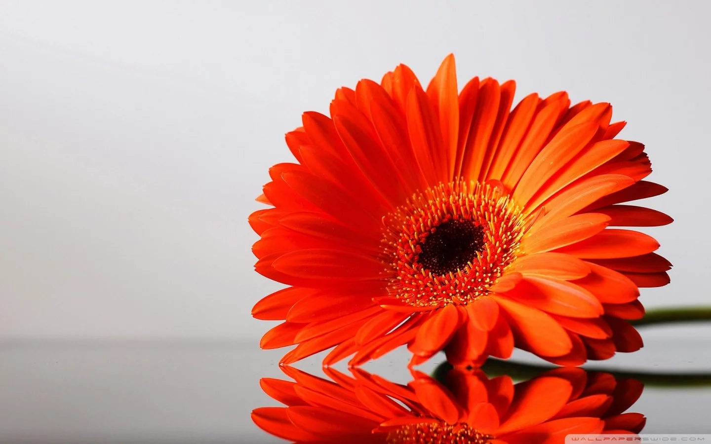, flowers, daisies