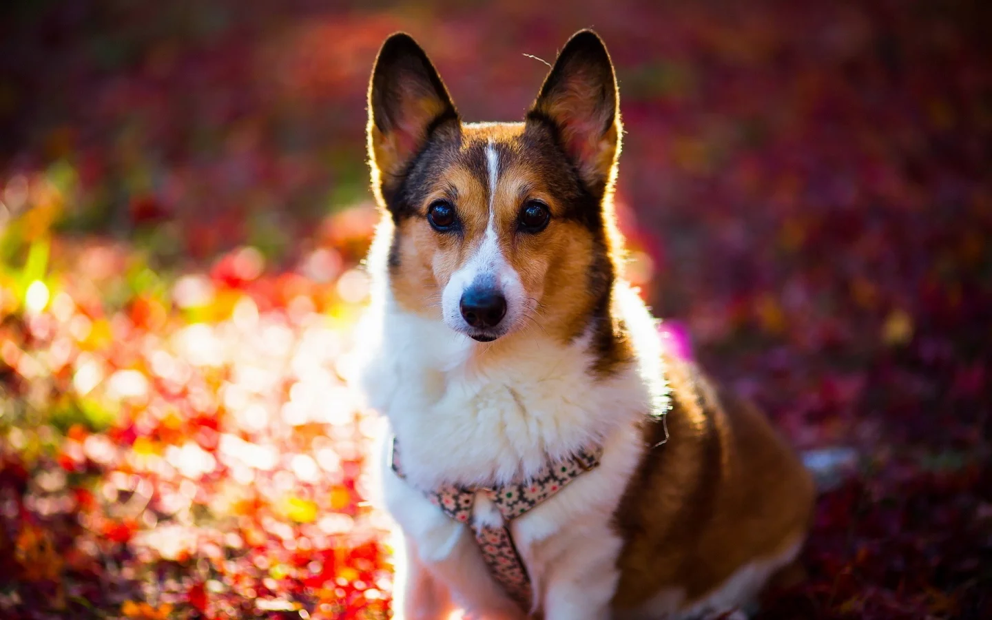 animals, животных, собак, dogs