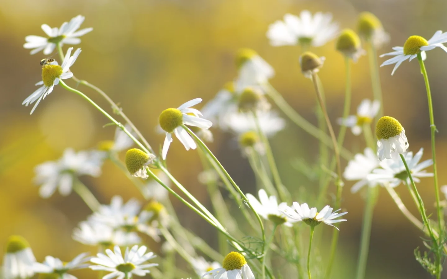 цветы, flowers