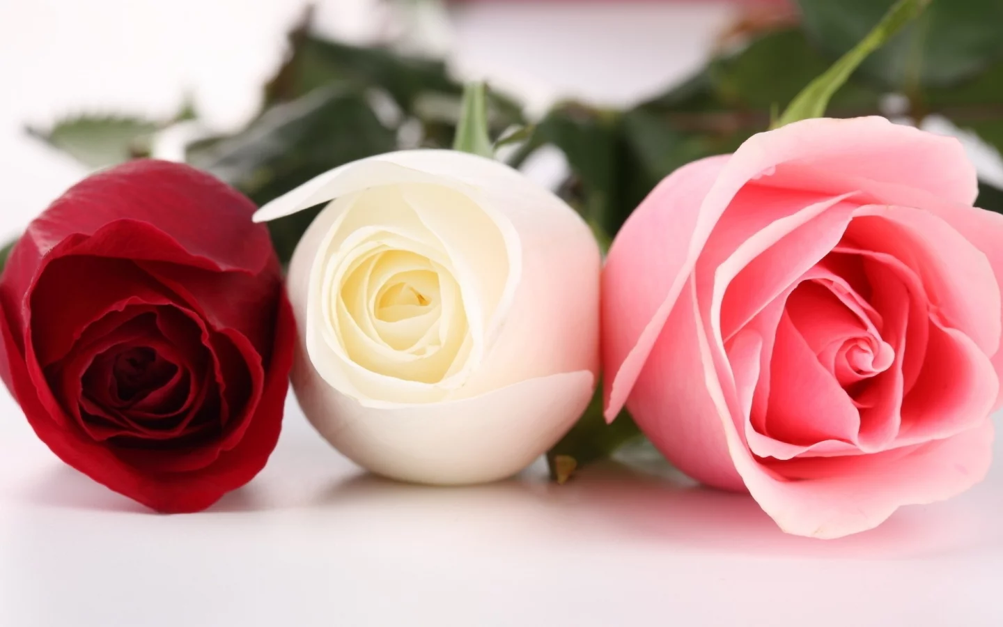 flowers, 